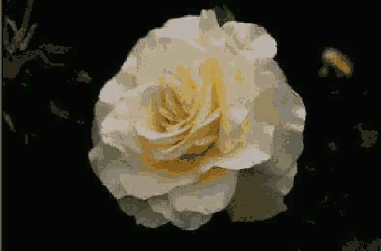 Corel Painter
